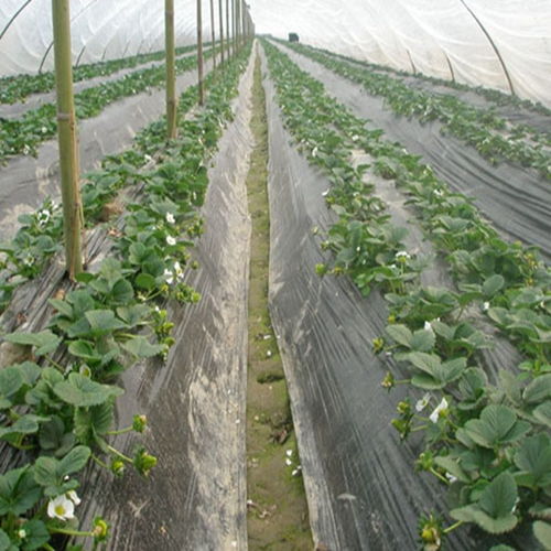 阿玛奥草莓苗市场前景赣