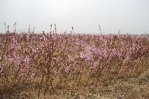 滨州晚熟桃苗 在哪能买到精品