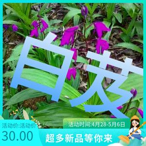 特级药用白芨新鲜可种苗农家自制中药材旱紫花糯小白及野生农产品