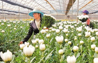 优质菊花畅销国际市场