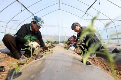 淮北市烈山区:"小辣椒"助力乡村产业振兴