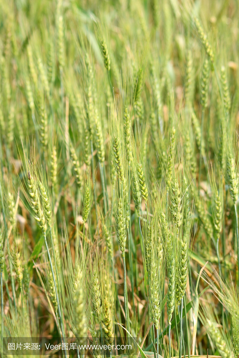 小麦种子领域