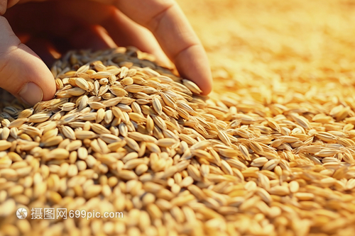 成熟的小麦籽粒