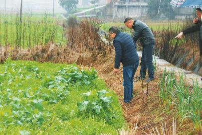 稻田种 肥料 环保又增效