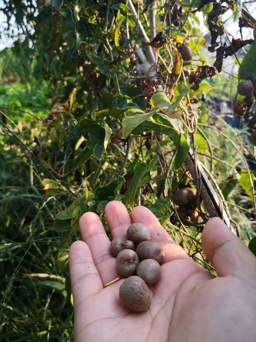 主持人徐鹏体验农作物收获,现场各种尴尬各种搞笑