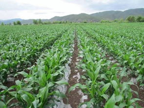 春玉米全套播种 栽培 植保防治方法